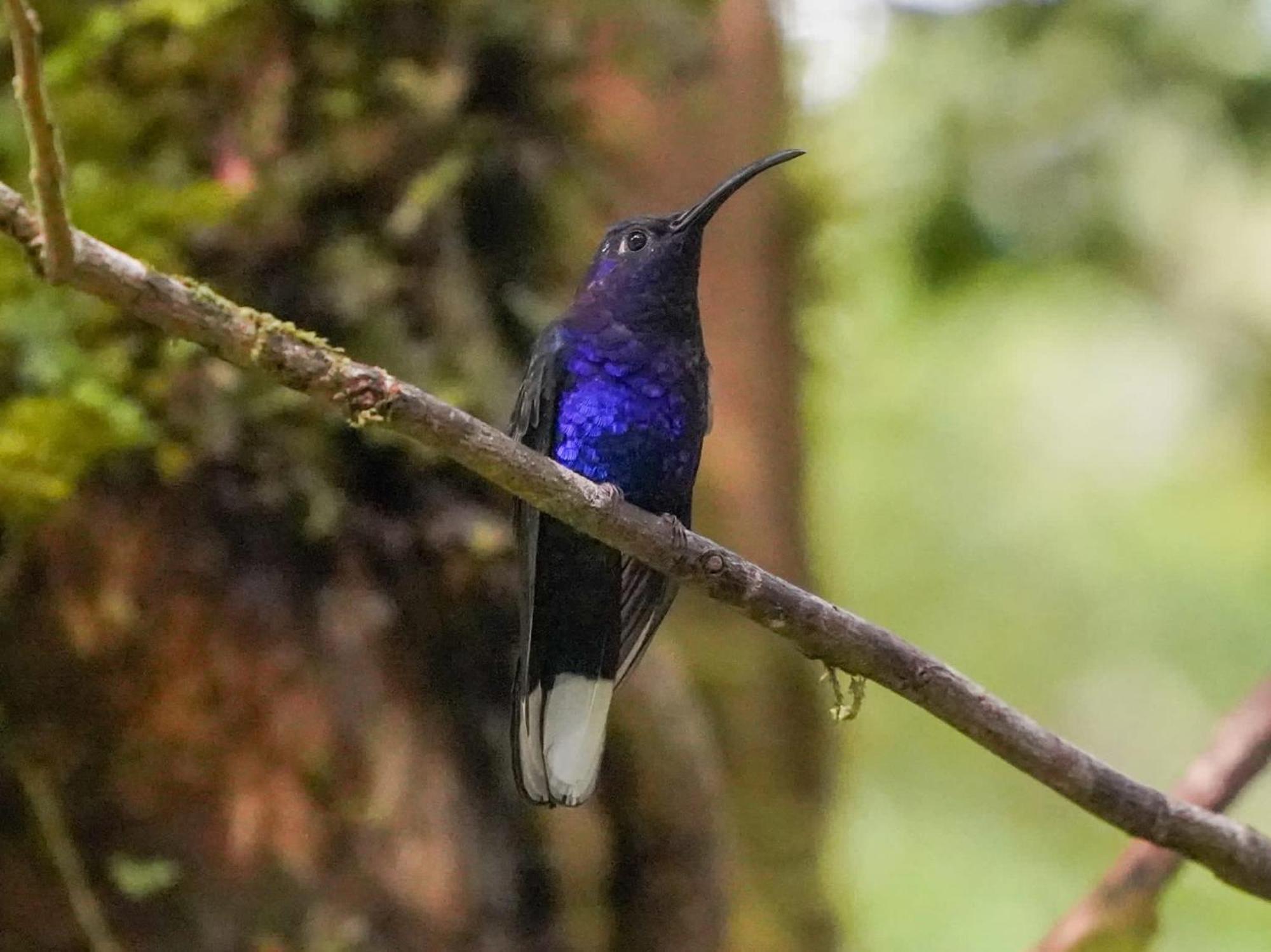 Campo Azul #2 - Monteverde Bagian luar foto